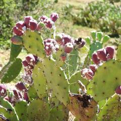 Opuntia megapotamica, photograph (c) Henry de Lange, some rights reserved (CC BY)
