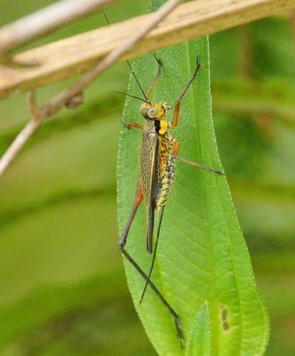 Nisitrus vittatus, 2026-08-04