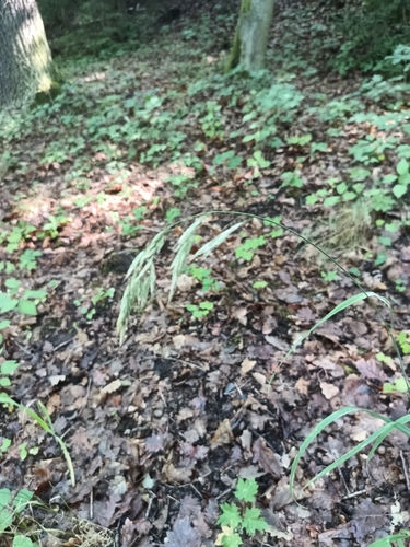 Bromus benekenii