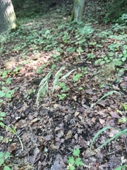 Bromus benekenii