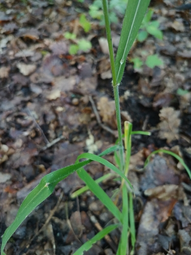 Bromus benekenii, photograph 2