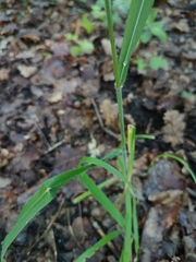 Bromus benekenii, photograph (c) Vladimír Fuka, some rights reserved (CC BY)