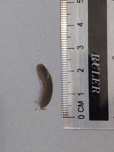 Plume de Hirondelle de fenêtre