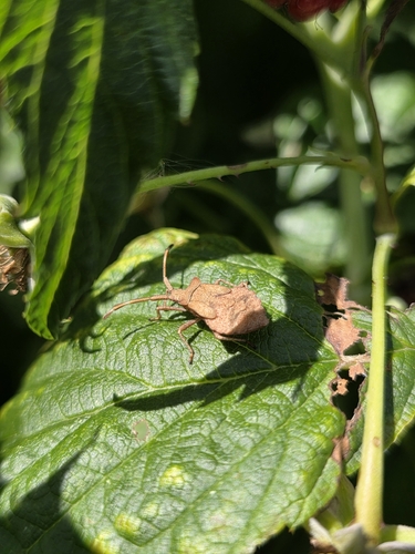 Dock Bug