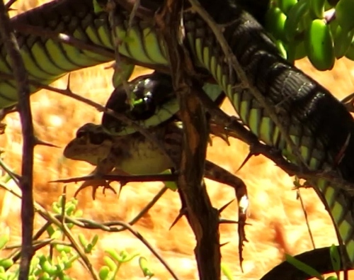 Cape River Frog, Odenshoek, Pietersfontein, Montagu, Western Cape, photo 10 of 10