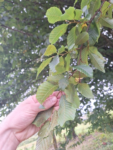 European Hornbeam