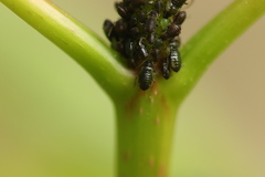 Periphyllus testudinaceus