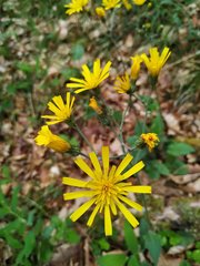 Hieracium
