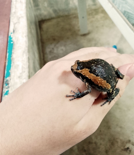 Asian Painted Frog