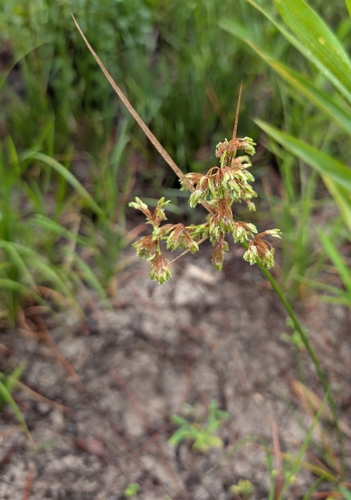 tropical flatsedge