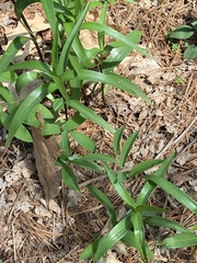 Lilium canadense