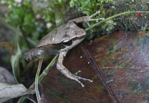 Hylarana celebensis