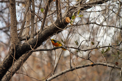Telophorus sulfureopectus