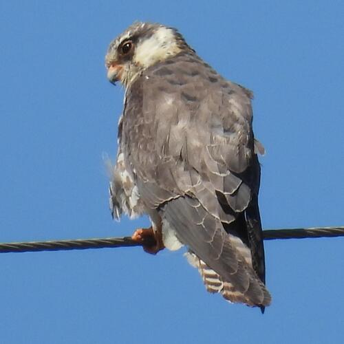 Amur Falcon (Falco amurensis), photo 5