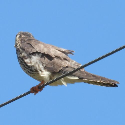 Amur Falcon (Falco amurensis), photo 6