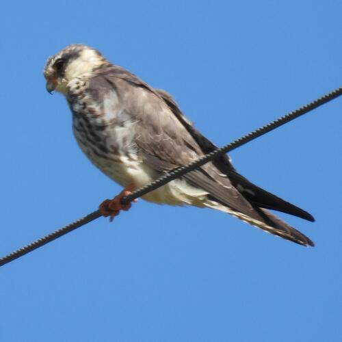 Amur Falcon (Falco amurensis), photo 7