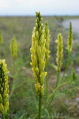 Astragalus asper