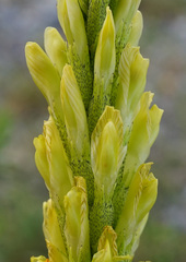 Astragalus asper