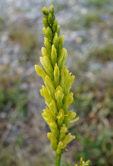 Astragalus asper