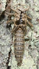 Cordulegaster maculata