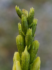 Astragalus asper
