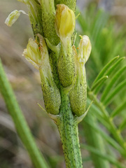 Astragalus asper