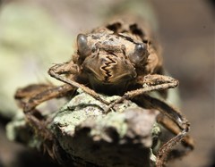 Cordulegaster maculata