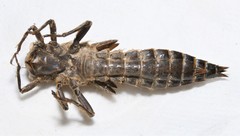 Cordulegaster maculata