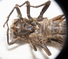 Cordulegaster maculata