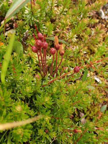 Phyllodoce caerulea, photograph 6