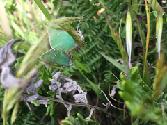 Callophrys viridis