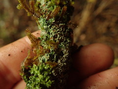 Pannaria pulverulacea