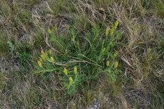 Astragalus asper