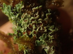 Pannaria pulverulacea