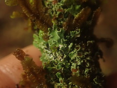 Pannaria pulverulacea