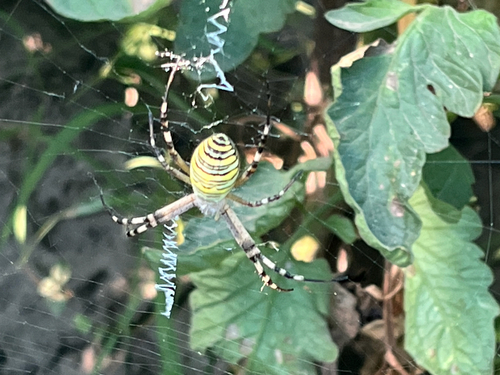 Wasp Spider