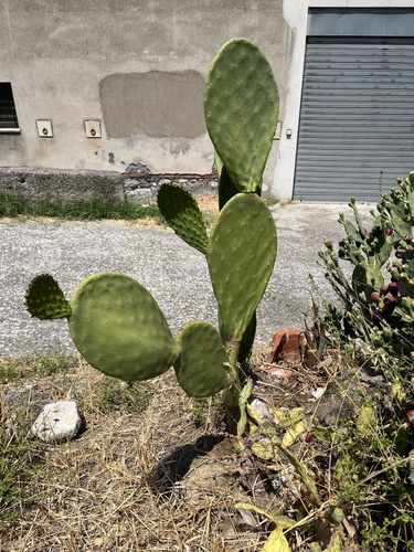 Indian fig opuntia