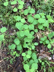Desmodium rotundifolium