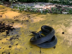 Coluber constrictor latrunculus