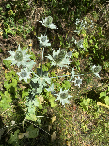 Eryngium giganteum, photograph 6