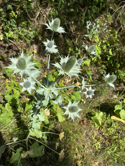Eryngium giganteum, photograph author not stated, no rights reserved