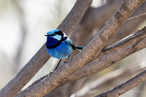 Splendid Fairywren