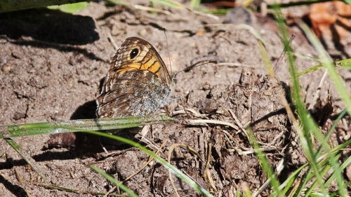 Wall Brown