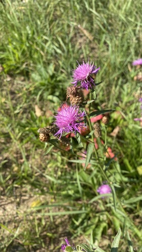 Brown Knapweed