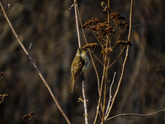 Empidonax albigularis