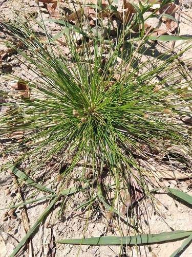 Ovate Spikerush