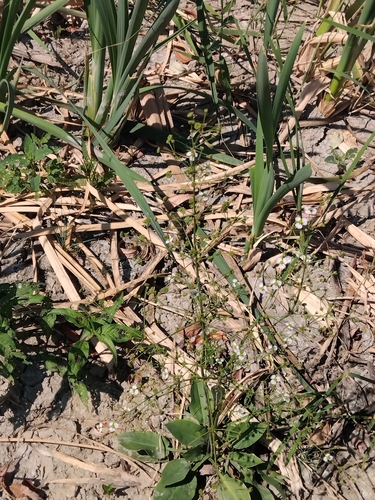 European Water-plantain