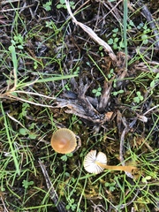 Mycena olivaceomarginata