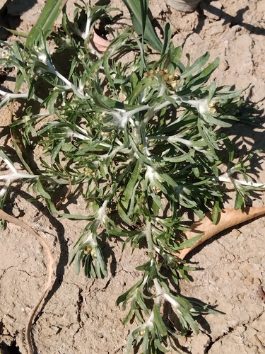 marsh cudweed