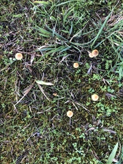 Mycena olivaceomarginata